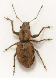 Wood-boring insect, Panama Canal